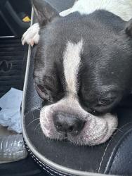 Found/Stray Unknown Dog last seen Saint Williams and Parfield ln, Houston, TX 77084