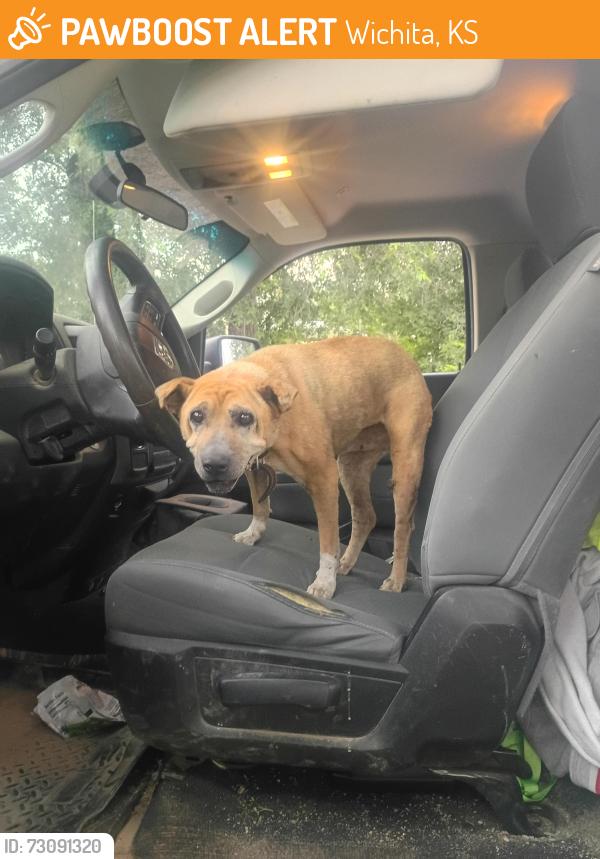 Found/Stray Female Dog last seen 41st St S and seneca, Wichita, KS 67217