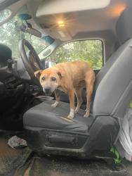 Found/Stray Female Dog last seen 41st St S and seneca, Wichita, KS 67217