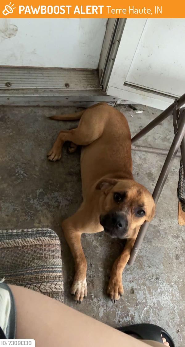 Found/Stray Male Dog last seen North 14th st and grand ave, 12 points circle k, Terre Haute, IN 47804