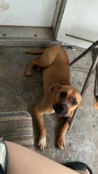 Found/Stray Male Dog last seen North 14th st and grand ave, 12 points circle k, Terre Haute, IN 47804