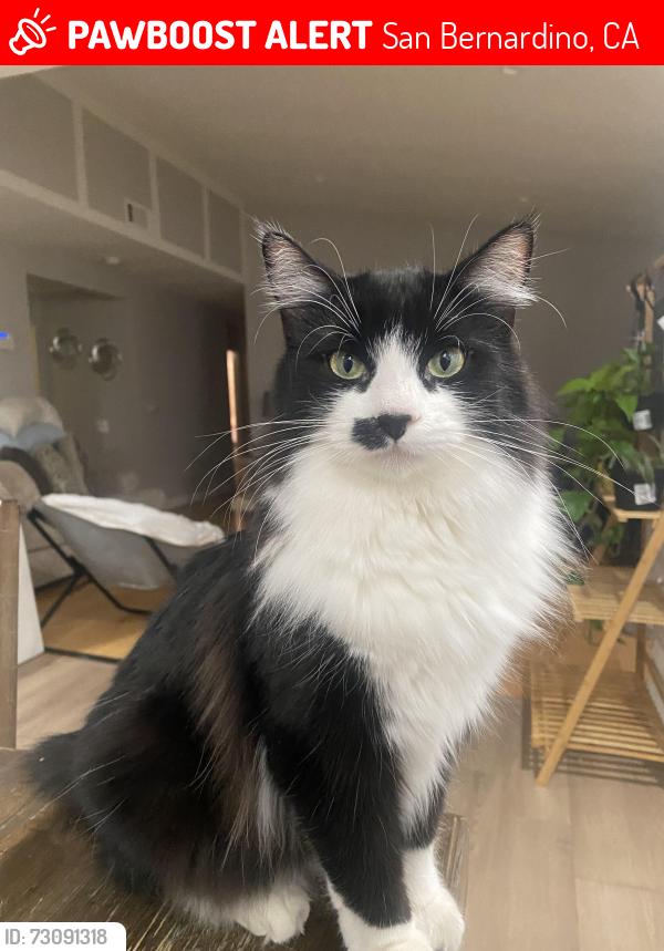 Lost Male Cat last seen W College Ave and University Parkway, San Bernardino, CA 92407