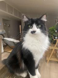 Lost Male Cat last seen W College Ave and University Parkway, San Bernardino, CA 92407