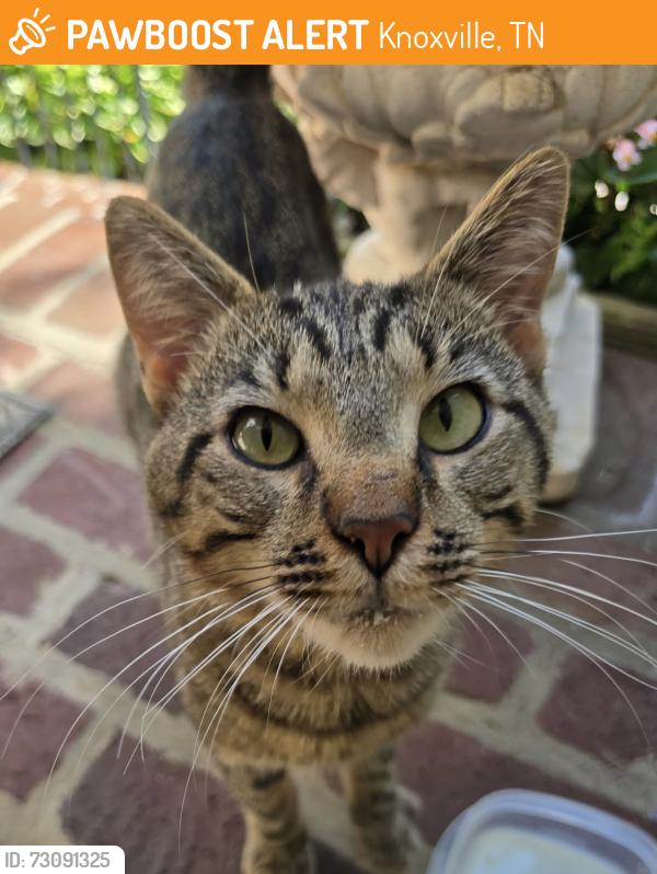 Found/Stray Male Cat last seen Near Kingston Pike, Knoxville, TN 37919