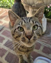 Found/Stray Male Cat last seen Near Kingston Pike, Knoxville, TN 37919