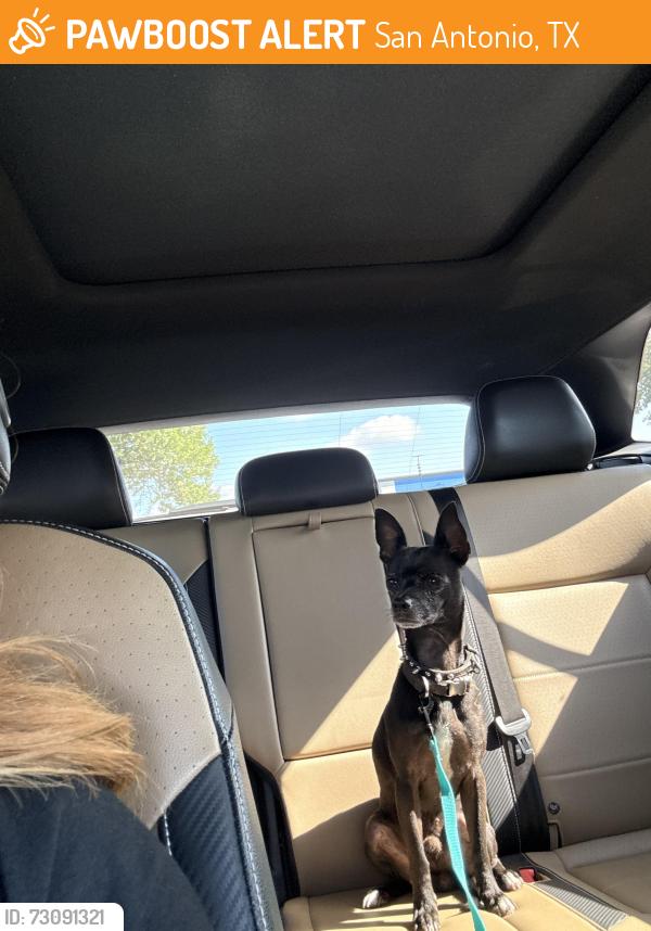 Found/Stray Male Dog last seen Buckeye and W Elsmere, San Antonio, TX 78212