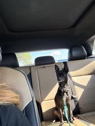Found/Stray Male Dog last seen Buckeye and W Elsmere, San Antonio, TX 78212