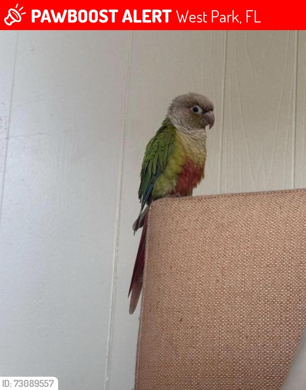 Lost Unknown Bird last seen Westpark, West Park, FL 33023