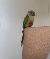 Lost Unknown Bird last seen Westpark, West Park, FL 33023