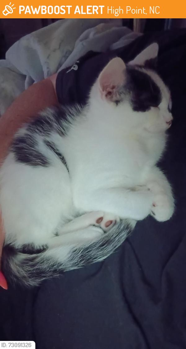 Found/Stray Male Cat last seen Model Farm Rd, High Point, NC 27263