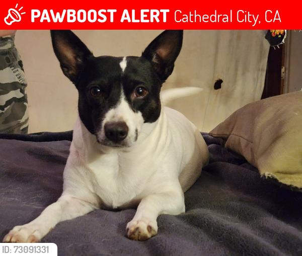 Lost Female Dog last seen Mecca dr and mesa view dr, Cathedral City, CA 92234