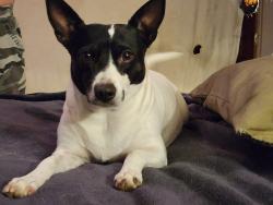 Lost Female Dog last seen Mecca dr and mesa view dr, Cathedral City, CA 92234