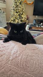 Found/Stray Male Cat last seen Carob and crescent in cypress, Cypress, CA 90630