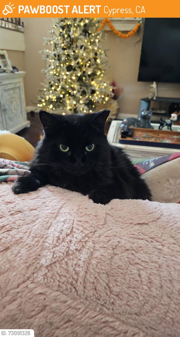 Found/Stray Male Cat last seen Carob and crescent in cypress, Cypress, CA 90630