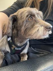 Found/Stray Female Dog last seen Lakehead lane &rolling creek, Fort Bend County, TX 77407