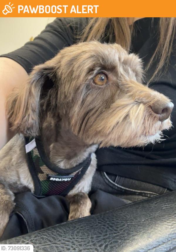 Found/Stray Female Dog last seen Lakehead lane &rolling creek, Fort Bend County, TX 77407