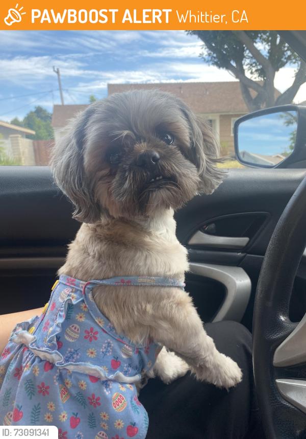 Found/Stray Unknown Dog last seen Laurel Ave & Chestnut St, Whittier, CA 90605