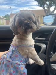 Found/Stray Unknown Dog last seen Laurel Ave & Chestnut St, Whittier, CA 90605