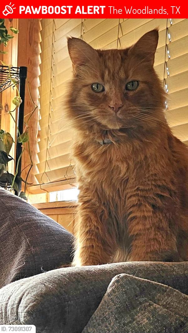 Lost Male Cat last seen Near Sawdust Rd, Woodlands, TX 77380, The Woodlands, TX 77380