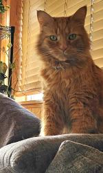 Lost Male Cat last seen Near Sawdust Rd, Woodlands, TX 77380, The Woodlands, TX 77380