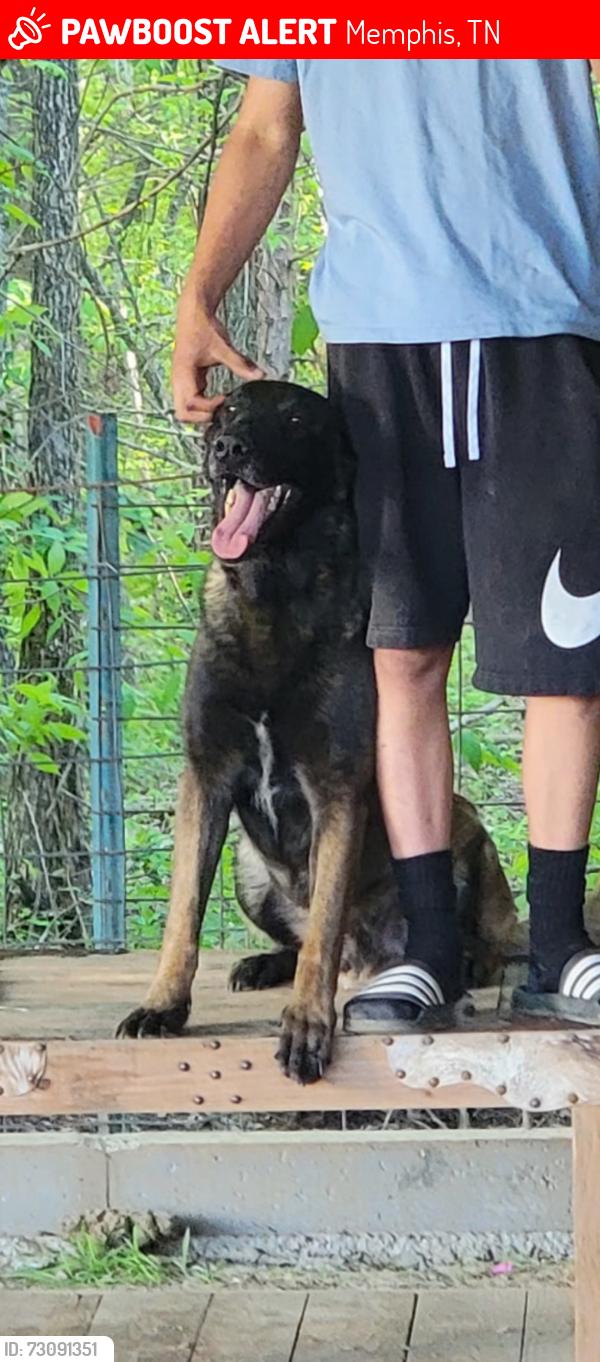 Lost Male Dog last seen Near the shell gas station, Memphis, TN 38128