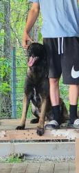 Lost Male Dog last seen Near the shell gas station, Memphis, TN 38128