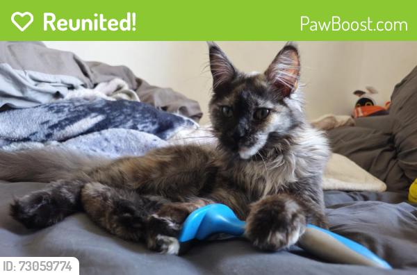 Reunited Female Cat last seen Cranford road 4 way street, West Northamptonshire, England NN2 7QX