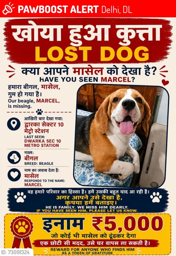 Lost Male Dog last seen Chien N Chat Pet Shop & Spa, 28.582411, 77.056392 Sector 10 Dwarka, Dwarka, Delhi, 110075,, Delhi, DL 110075