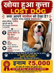 Lost Male Dog last seen Chien N Chat Pet Shop & Spa, 28.582411, 77.056392 Sector 10 Dwarka, Dwarka, Delhi, 110075,, Delhi, DL 110075