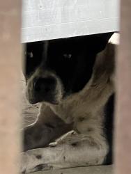 Reunited Unknown Dog last seen Teljean Rd , Lafayette, LA 70503