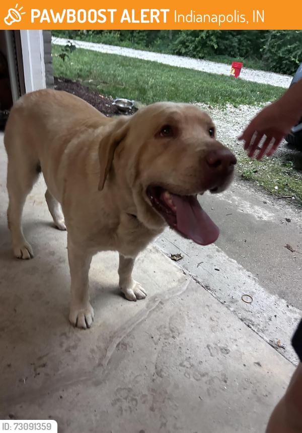 Found/Stray Male Dog last seen 79th and Oak Hill Road, Indianapolis, IN 46250