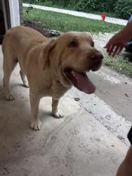 Found/Stray Male Dog last seen 79th and Oak Hill Road, Indianapolis, IN 46250