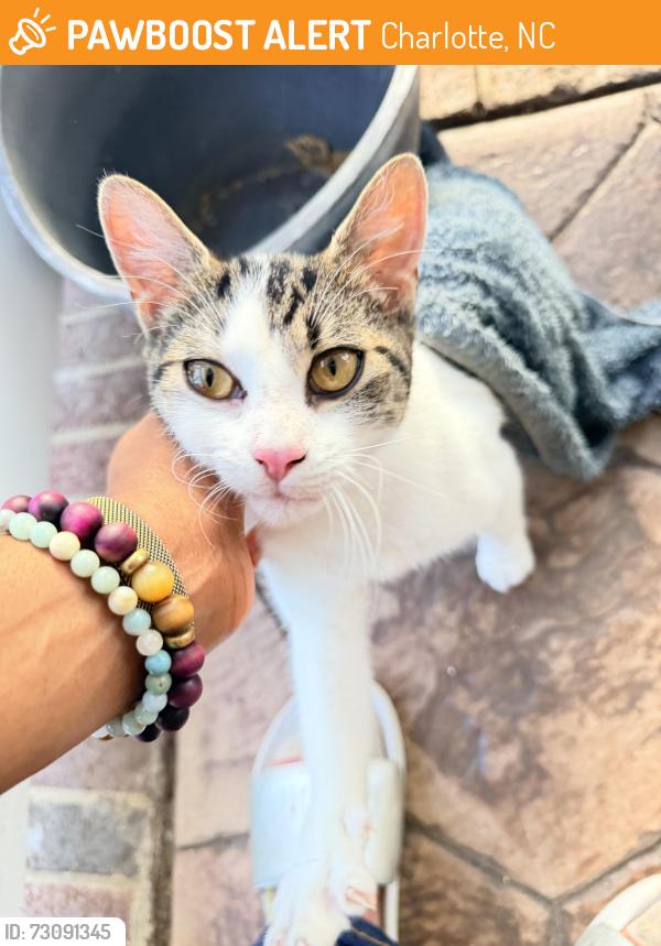 Found/Stray Unknown Cat last seen Mt. Holly/Huntersville Rd - River Oaks Elementary, Charlotte, NC 28214