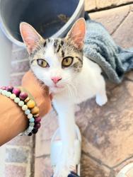 Found/Stray Unknown Cat last seen Mt. Holly/Huntersville Rd - River Oaks Elementary, Charlotte, NC 28214