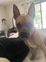 Reunited Male Dog last seen Thornydale/Orangegrove, Marana, AZ 85741