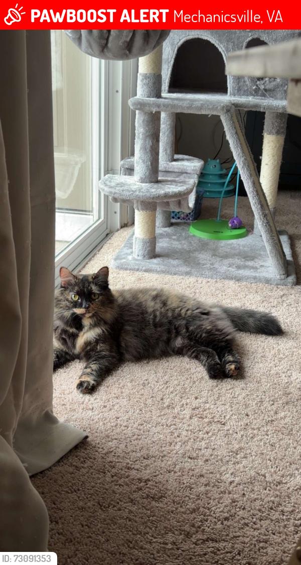 Lost Female Cat last seen Cold harbor rd, Mechanicsville, VA 23111