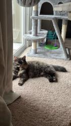 Lost Female Cat last seen Cold harbor rd, Mechanicsville, VA 23111