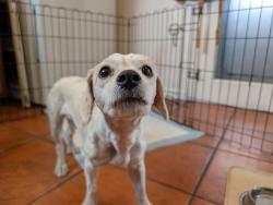 Found/Stray Female Dog last seen D Street, Ontario, CA 91762