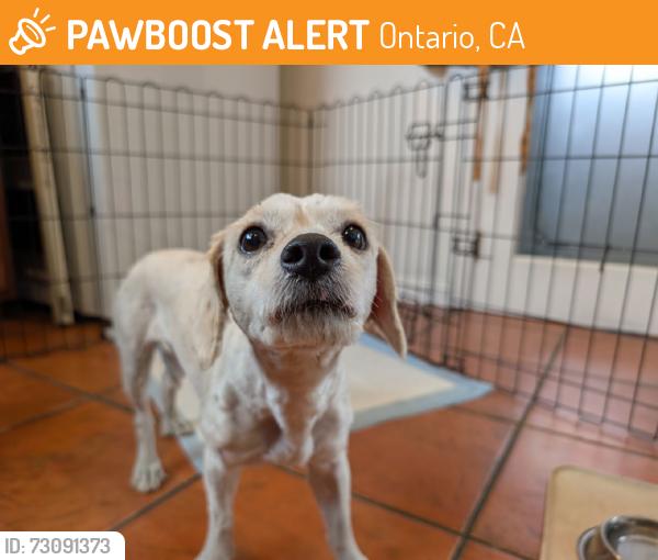Found/Stray Female Dog last seen D Street, Ontario, CA 91762