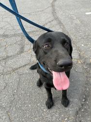 Found/Stray Male Dog last seen Center and Brown, Mesa, AZ 85201