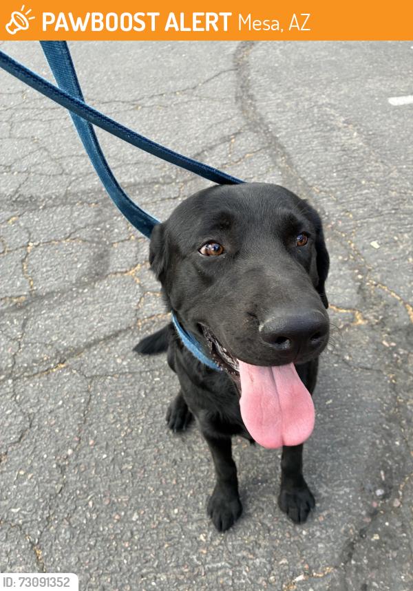 Found/Stray Male Dog last seen Center and Brown, Mesa, AZ 85201