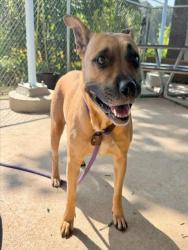 Shelter Stray Female Dog last seen CHARLOTTE, 8315 Byrum Dr, Charlotte, NC 28217, USA