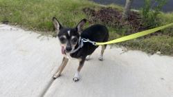 Reunited Female Dog last seen Burlington Mills Rd, Wake Forest, Wake Forest, NC 27587