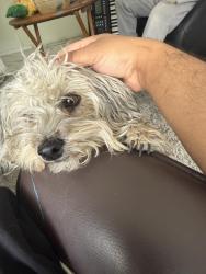 Lost Female Dog last seen Rufina St, Santa Fe, NM 87507