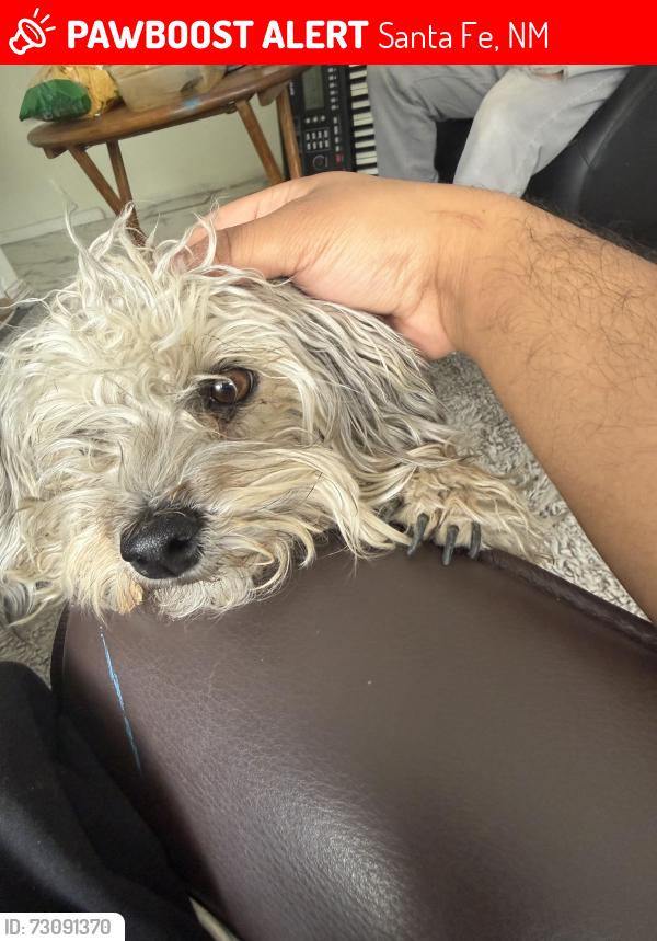 Lost Female Dog last seen Rufina St, Santa Fe, NM 87507