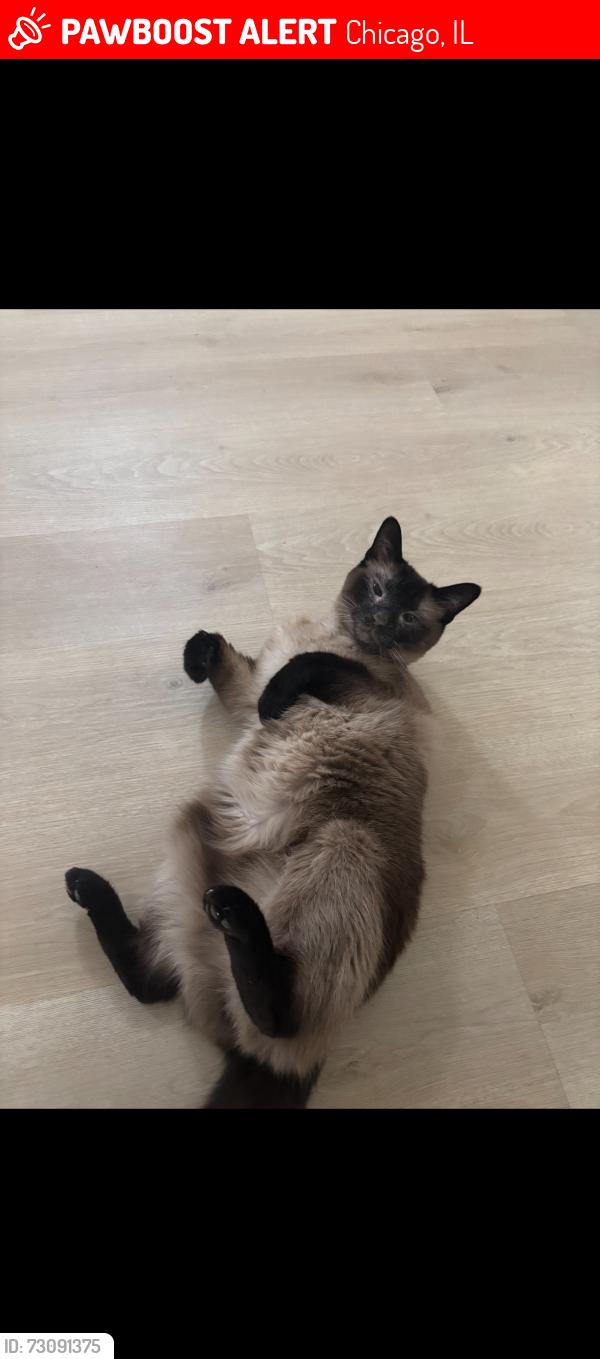 Lost Male Cat last seen Keokuk and montrose, Chicago, IL 60630