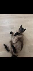 Lost Male Cat last seen Keokuk and montrose, Chicago, IL 60630