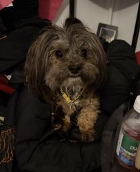 Lost Male Dog last seen Near Moulin Heights street, Las Vegas, NV 89156