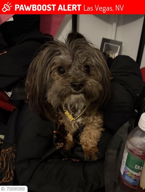Lost Male Dog last seen Near Moulin Heights street, Las Vegas, NV 89156
