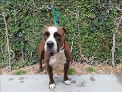 Shelter Stray Male Dog last seen , 1850 W 60th St, Los Angeles, CA 90047, USA